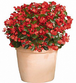 Бегония бенариензис (Begonia x benariensis) Big Red Green Leaf, 3 драже