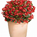 Бегония бенариензис (Begonia x benariensis) Big Red Green Leaf, 3 драже