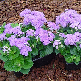Агератум мексиканский (Ageratum mexicanum) Aloha blue, 10 семян