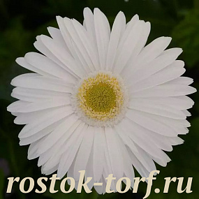 Гербера (Gerbera jamesonii) Mega Revolution White Light Eye, 3 шт обраб. семян