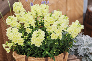 Львиный зев (Antirhinum majus F1) Twinny Lemon, 10 семян