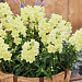 Львиный зев (Antirhinum majus F1) Twinny Lemon, 10 семян