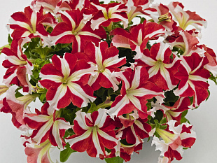 Big pack Петуния крупноцветковая (Petunia grandiflora F1) Success! 360° Red Star, 30 драже