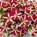 Big pack Петуния крупноцветковая (Petunia grandiflora F1) Success! 360° Red Star, 30 драже