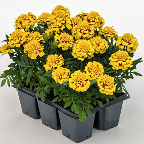 Big pack Бархатцы отклоненные (Tagetes patula F1) Super Hero Yellow Bee, 30 очищ.семян