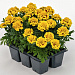 Big pack Бархатцы отклоненные (Tagetes patula F1) Super Hero Yellow Bee, 30 очищ.семян