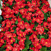 Бегония вечноцветущая Begonia semperflorens Super Cool Red, 10 драже