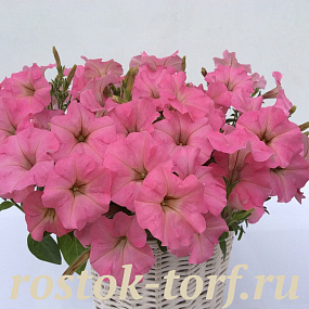 Петуния многоцветковая Petunia x hybrida My Love (Amore Mio) F1 Salmon, 5 драже