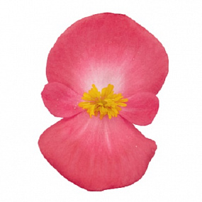 Бегония вечноцветущая Begonia semperflorens Super Cool Lipstick, 10 драже