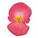 Бегония вечноцветущая Begonia semperflorens Super Cool Lipstick, 10 драже