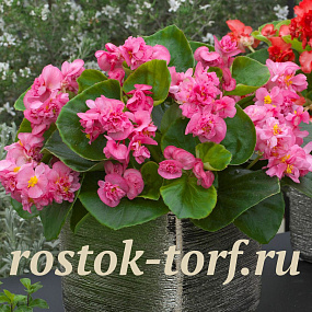 Бегония вечноцветущая полумахровая (Begonia semperflorens) Fiona Rose, 10 драже