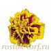 Big pack Бархатцы отклоненные (Tagetes patula F1) Super Hero Yellow Bee, 30 очищ.семян