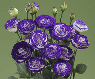 Эустома(Лизиантус) махровая (Eustoma grandiflorum) Croma F1 III Blue Picotee, 5 драже