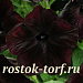 Петуния многоцветковая (Petunia hybrida F1 multiflora) Debonair Black Cherry, 5 драже