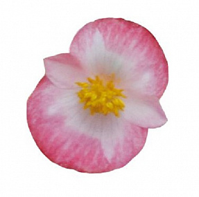 Бегония вечноцветущая Begonia semperflorens Super Cool Blush, 10 драже