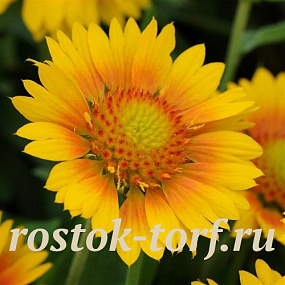 Big pack Гайллардия крупноцветковая (Gailardia grandiflora) Mesa Peach, 30 шт очищ. семян
