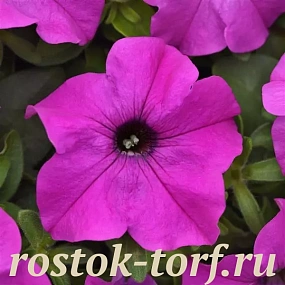 Big pack Петуния крупноцветковая (Petunia grandiflora F1) Ez Rider Violet,30 драже