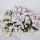 Big pack Петуния ампельная (Petunia pendolino F1) Pendolino Violet Eye, 30 драже