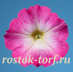 Петуния многоцветковая (Petunia hybrida F1 multiflora) Celebrity Pink Morn, 10 драже