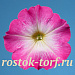 Петуния многоцветковая (Petunia hybrida F1 multiflora) Celebrity Pink Morn, 10 драже