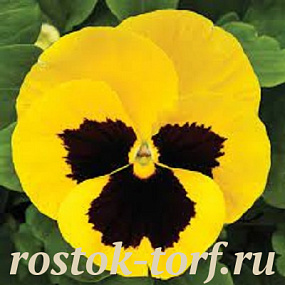 Виола виттрока (Viola wittrockiana) Mammoth™ Queen Yellow Bee, 5 шт семян