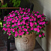 Бальзамин Уоллера (Impatiens walleriana F1) Beacon® Violet shades, 5 шт