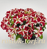 Петуния крупноцветковая (Petunia grandiflora F1) Success! 360° Red Star, 5 драже