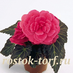 Бегония клубневая (Begonia tuberhybrida) Nonstop Mocca Pink Shades, 5 драже