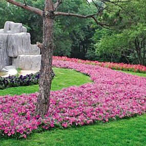 Петуния ампельная многоцветковая (Petunia trayling F1) Wave Pink, 5 драже