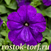 Big pack Петуния многоцветковая (Petunia multiflora) Damask F1 Blue, 30 драже