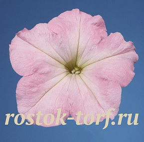 Петуния многоцветковая (Petunia hybrida F1 multiflora) Celebrity Chiffon Morn, 10 драже
