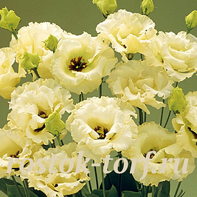 Эустома(Лизиантус) махровая (Eustoma grandiflorum) Corelli Yellow, 5 драже