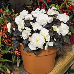 Бегония клубневая (Begonia tuberhybrida) Nonstop Mocca White, 5 драже