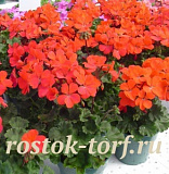 Пеларгония зональная (Pelargonium x hortorum F1) Nano Red, 3 шт семян