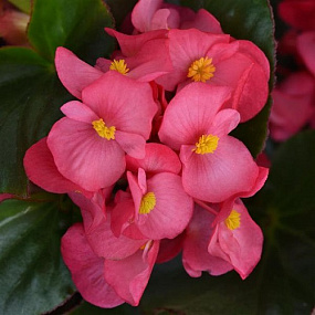 Бегония гибридная (Begonia interspecific) Megawatt Rose Green Leaf, 3 драже