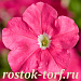 Big pack Петуния мелкоцветковая (Petunia milliflora) Picobella Pink, 30 драже