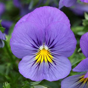 Виола ампельная (Viola trailing F1) Cool Wave Blue Skies, 3 шт семян