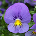 Виола ампельная (Viola trailing F1) Cool Wave Blue Skies, 3 шт семян