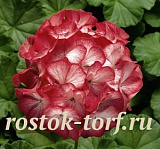 Пеларгония зональная (Pelargonium hortorum F1) Ringo 2000 Scarlet Star, 3 драже