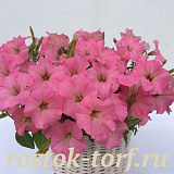 Петуния многоцветковая Petunia x hybrida My Love (Amore Mio) F1 Salmon, 5 драже