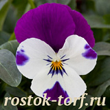 Виола виттрока (Viola wittrockiana F1) Freefall Purple & White, 5 семян 