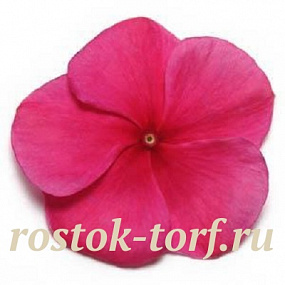 Катарантус розовый (Vinca rosea) Pacifica – Xp Burgundy , 10 семян