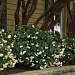 Бегония гибридная (Begonia x hybrida) Dragon Wing White, 3 драже