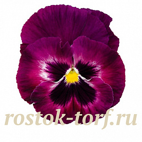 Big pack Виола виттрока (Viola wittrockiana) Inspire® DeluXXe Rose Velour 30 шт