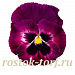 Big pack Виола виттрока (Viola wittrockiana) Inspire® DeluXXe Rose Velour 30 шт