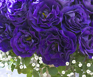 Эустома(Лизиантус) махровая (Eustoma grandiflorum) Arena Purple, 5 драже
