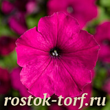 Петуния многоцветковая (Petunia multiflora) Damask F1 Purple,10 драже