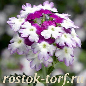 Вербена гибридная(Verbena hybrida) Obsession Twister Purple, 5 семян