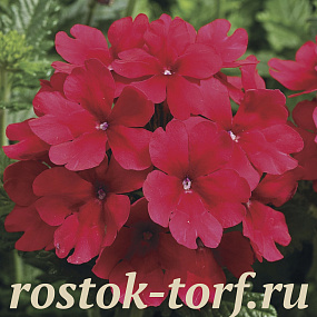 Вербена гибридная (Verbena hybrida) Tuscany Scarlet, 5 шт семян