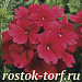 Вербена гибридная (Verbena hybrida) Tuscany Scarlet, 5 шт семян